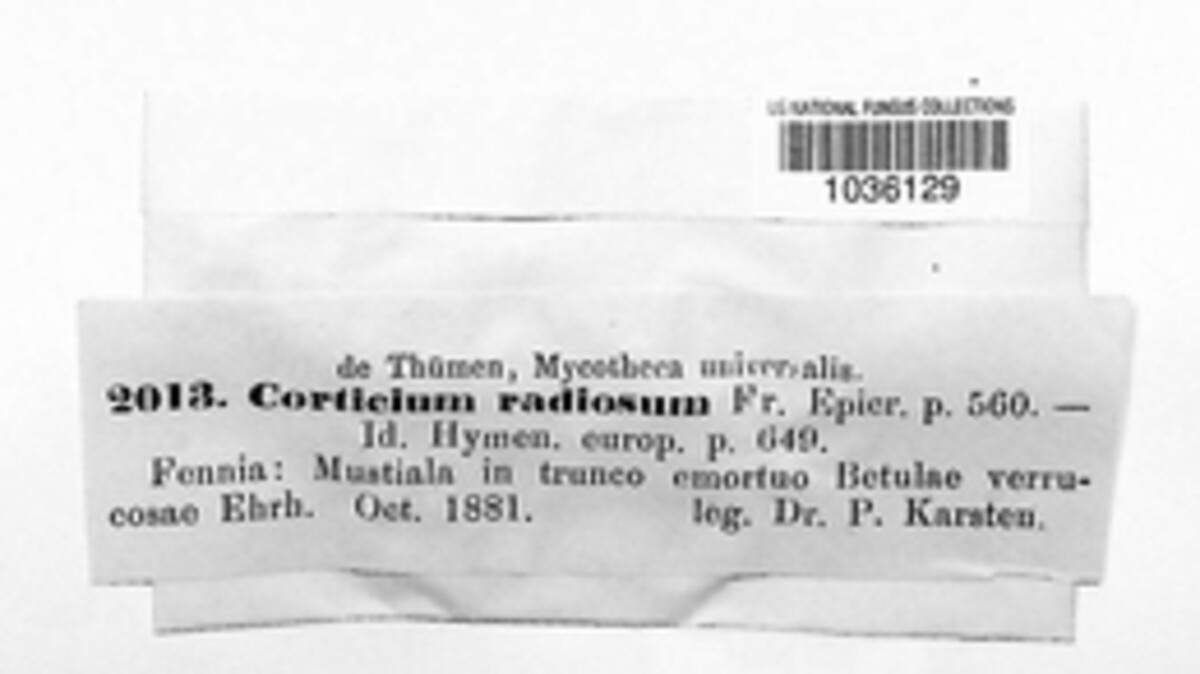 Corticium radiosum image